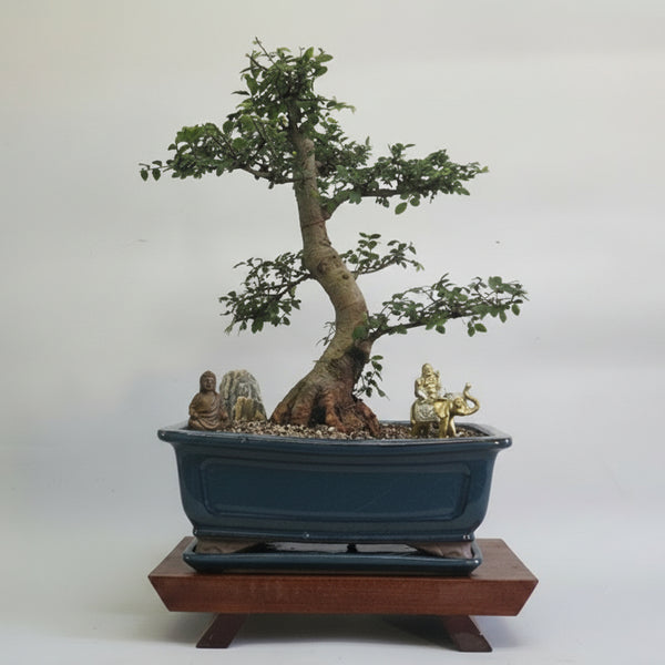 Chinese Elm (Ulmus Parvifolia) Premium Bonsai Tree Bundle | Shaped | In 31cm Pot | 5253