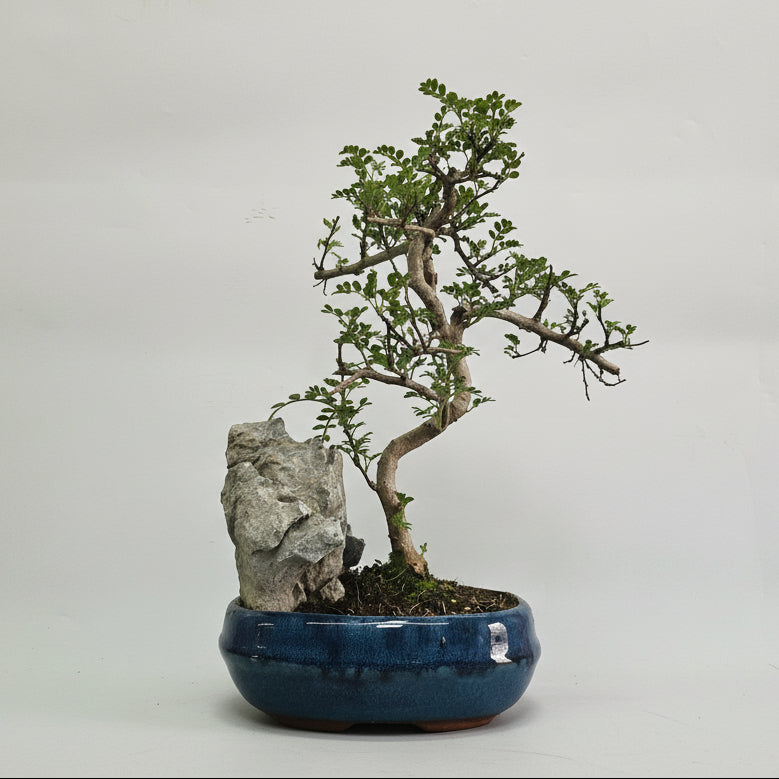 Chinese Pepper (Zanthoxylum Pipertum) Bonsai Tree | Shaped | In 20cm P   Yorkshire Bonsai