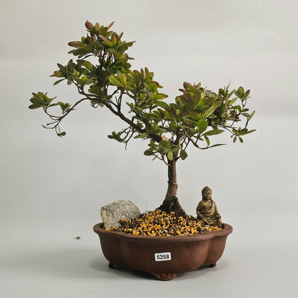 Azalea (Rhododendron) Premium Bonsai Tree Bundle | Shaped | In 18cm Pot | 5258