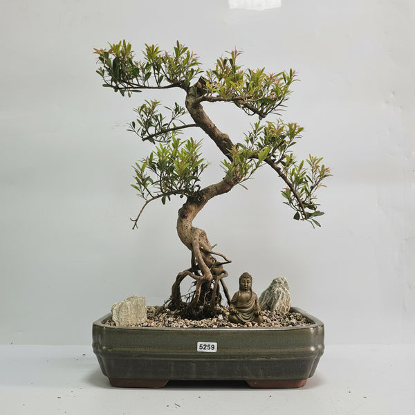 Brush Cherry (Syzygium) Premium Bonsai Tree Bundle | Shaped | In 26cm Pot | 5259