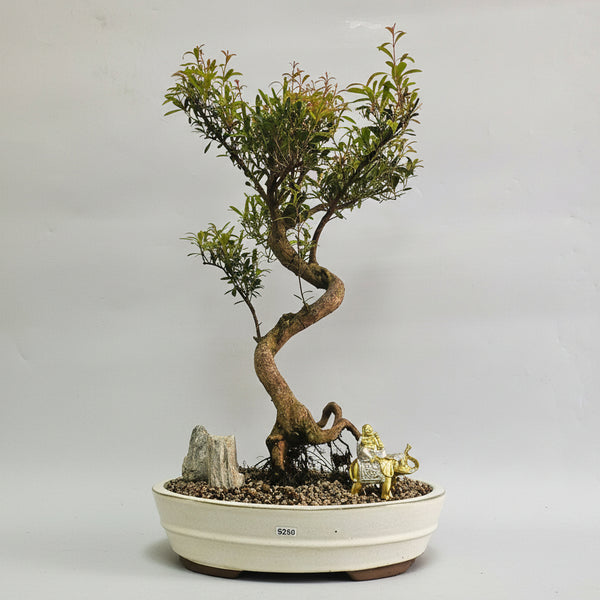 Brush Cherry (Syzygium) Premium Bonsai Tree Bundle | Shaped | In 31cm Pot | 5260