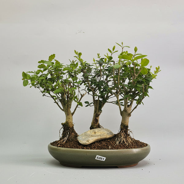 Chinese Privet (Ligustrum Sinense) Premium Bonsai Tree Bundle | Broom Forest | In 25cm Pot | 5261