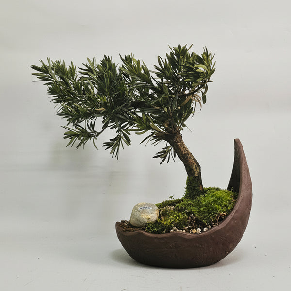 Buddhist Pine (Podocarpus Micro) Premium Bonsai Tree Bundle | Shaped | In 21cm Half-Moon Pot | 5262