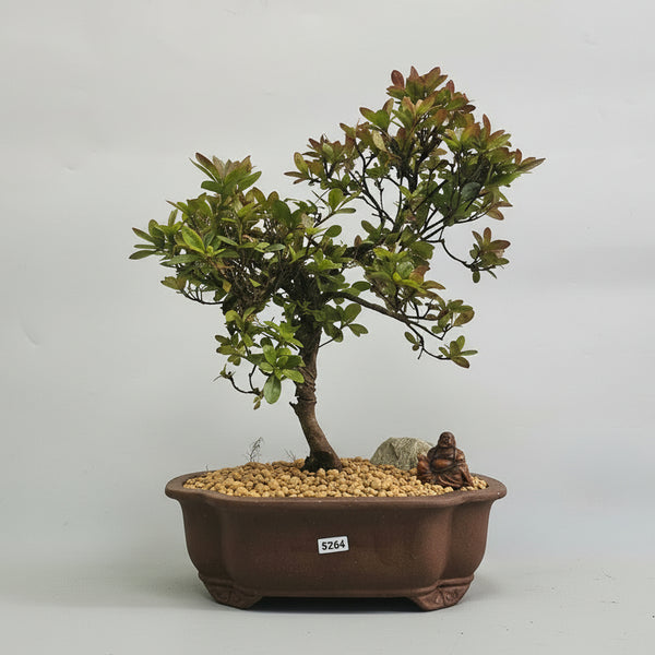 Azalea (Rhododendron) Premium Bonsai Tree Bundle | Shaped | In 26cm Pot | 5264