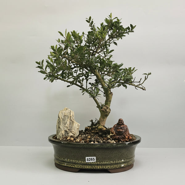 Premium Japanese Holly (Ilex Crenata) Bonsai Tree Bundle | Shaped | In 20cm Pot | 5265