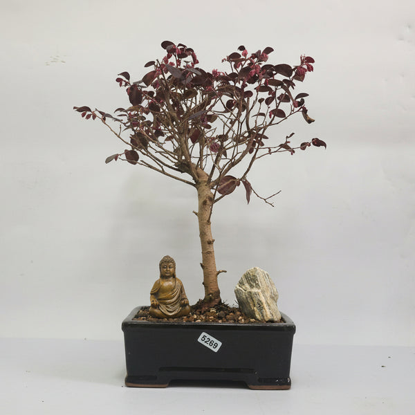 Loropetalum (Chinese Fringe Flower) Premium Bonsai Tree Bundle | Broom | In 16cm Pot | 5269