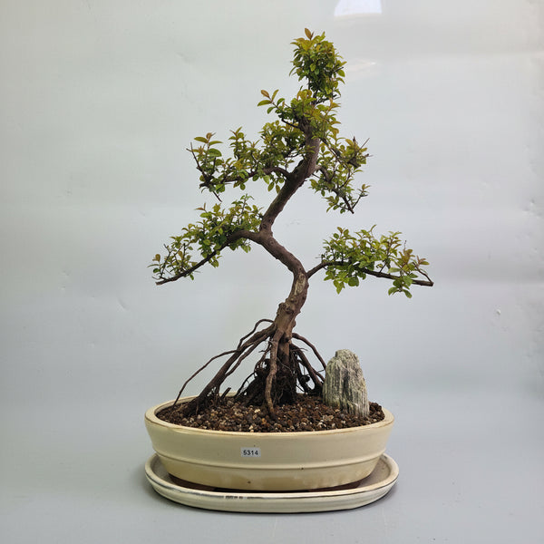 Brush Cherry (Syzygium) Premium Bonsai Tree Bundle | Shaped | In 31cm Pot | 5314