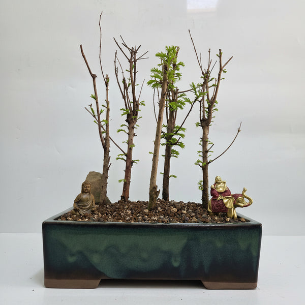Dawn Redwood (Metasequoia) Premium Bonsai Forest Bundle | Upright | In 32cm Pot | 5316