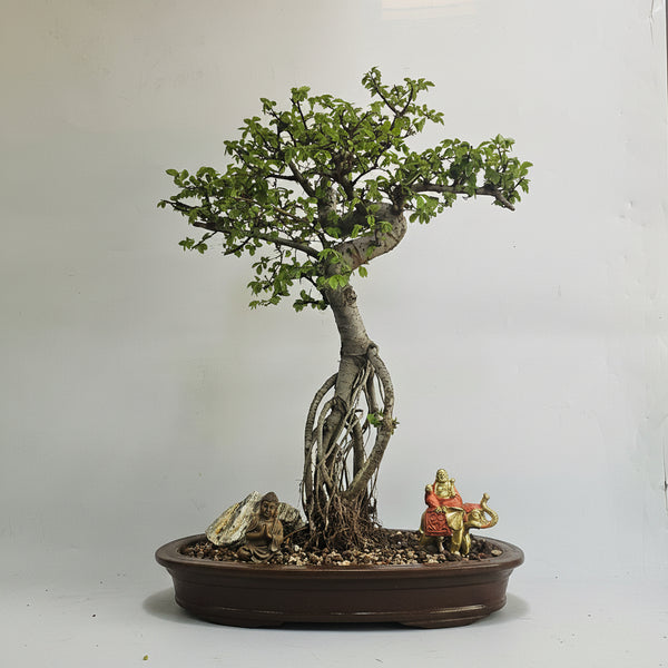 Chinese Elm (Ulmus Parvifolia) Premium Bonsai Tree Bundle | Shaped | In 33cm Pot | 5181