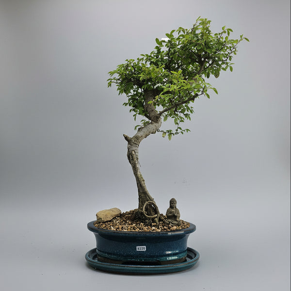 Chinese Elm (Ulmus Parvifolia) Premium Bonsai Tree Bundle | Semi-Shaped | In 26cm Pot | 5320
