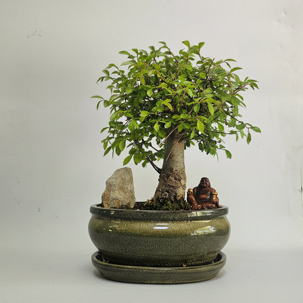 Chinese Elm (Ulmus Parvifolia) Premium Bonsai Tree Bundle | Broom | In 18cm Pot | 5321
