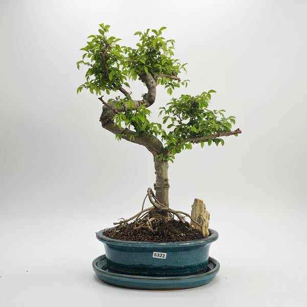 Chinese Elm (Ulmus Parvifolia) Premium Bonsai Tree Bundle | Shaped | In 20cm Pot | 5322