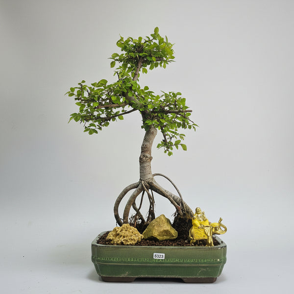 Chinese Elm (Ulmus Parvifolia) Premium Bonsai Tree Bundle | Semi-Shaped | In 26cm Pot | 5323