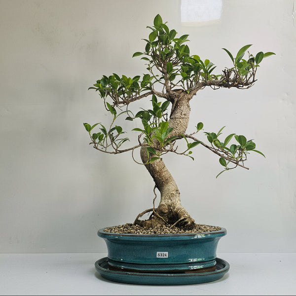 Ficus Microcarpa (Banyan Fig) Indoor Premium Bonsai Tree Bundle | Shaped | In 26cm Pot | 5324