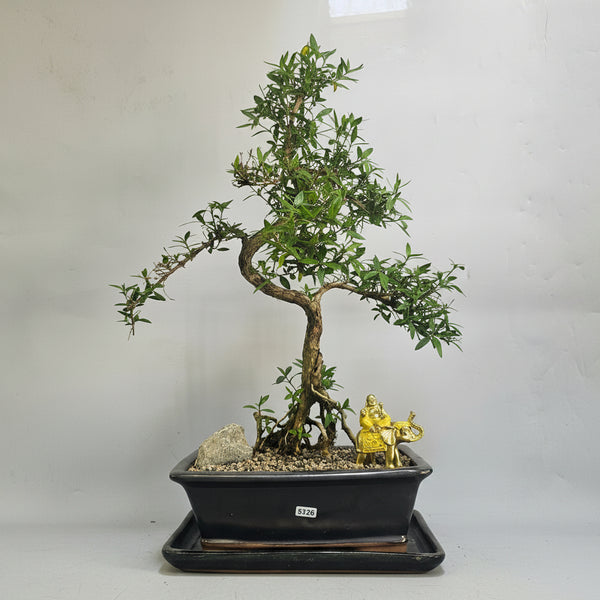 Snow Rose (Serissa) Premium Bonsai Tree Bundle | Shaped | In 26cm Pot | 5326