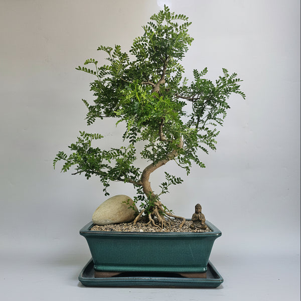 Chinese Pepper (Zanthoxylum Pipertum) Premium Bonsai Tree Bundle | Shaped | In 31cm Pot | 5327