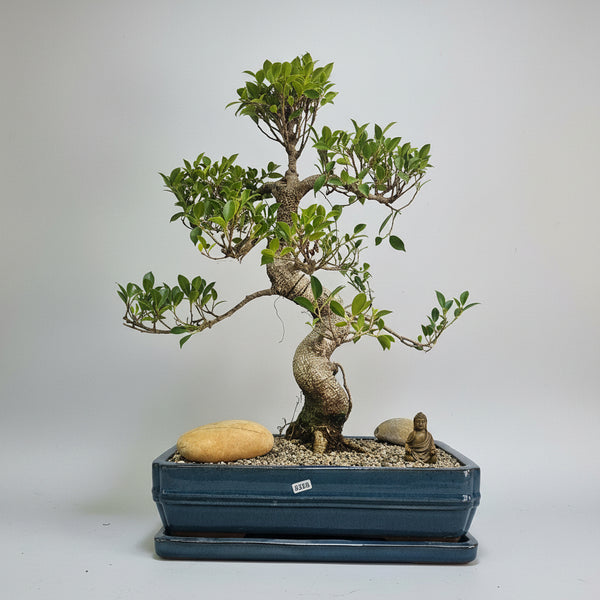 Ficus Microcarpa (Banyan Fig) Indoor Premium Bonsai Tree Bundle | Shaped | In 37cm Pot | 5328