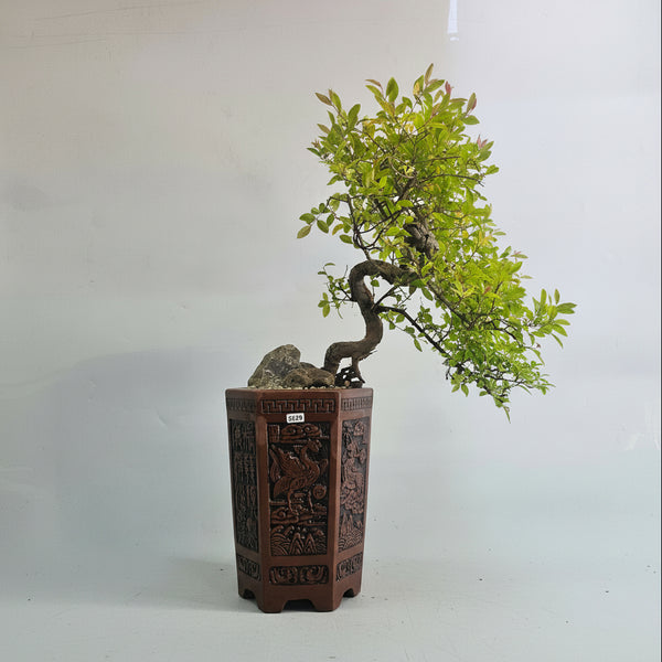 Bird Plum (Sageretia) Premium Bonsai Tree Bundle | Shaped Semi-Cascade | In 17cm Pot | 5329