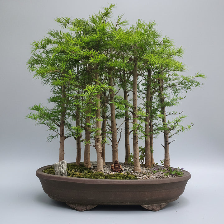 Pseudolarix Bonsai Forest | Golden Larch Bonsai Group Planting | 11 Tree Forest | In 60cm Pot