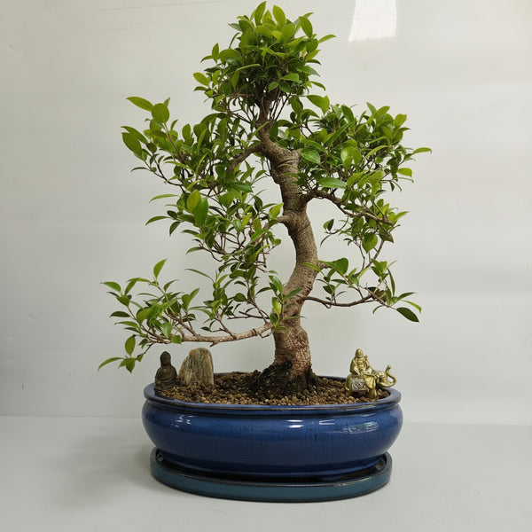 Ficus Microcarpa (Banyan Fig) Indoor Premium Bonsai Tree Bundle | Shaped | In 37cm Pot | 5346