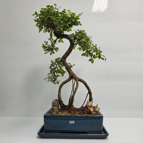 Chinese Elm (Ulmus Parvifolia) Premium Bonsai Tree Bundle | Shaped | In 27cm Pot | 5347