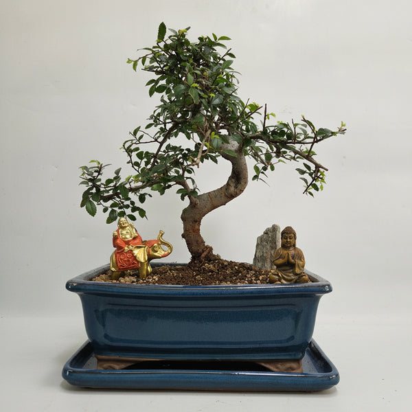 Chinese Elm (Ulmus Parvifolia) Premium Bonsai Tree Bundle | Shaped | In 26cm Pot | 5351