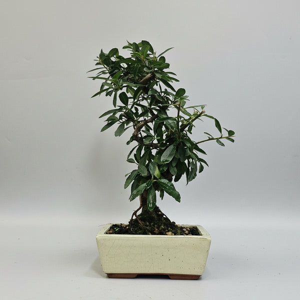 Firethorn (Pyracantha) Bonsai Tree | Semi-Shaped | In 15cm Pot