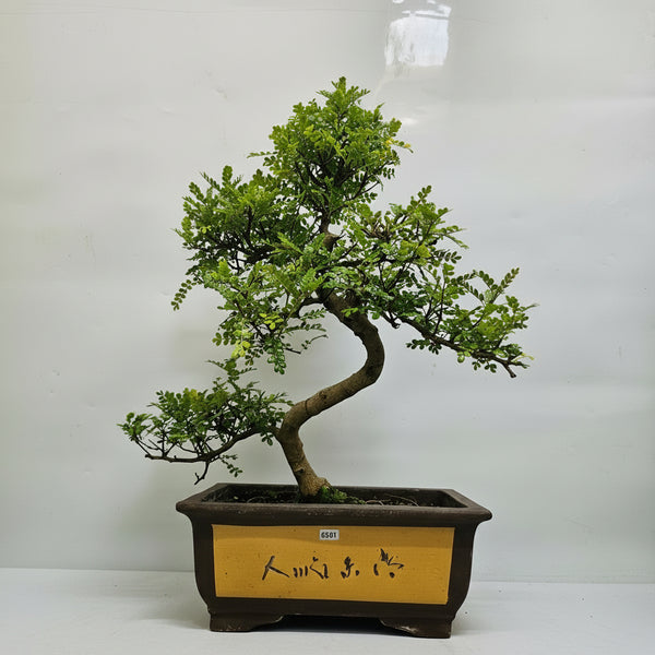 Chinese Pepper (Zanthoxylum Pipertum) Bonsai Tree | Shaped | In 35cm Pot | 5361