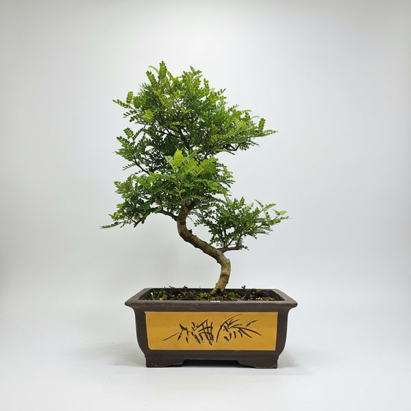 Chinese Pepper (Zanthoxylum Pipertum) Bonsai Tree | Shaped | In 35cm Pot | 5362