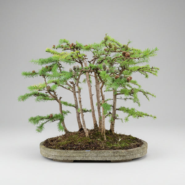 Japanese Larch forest bonsai 5524 front view