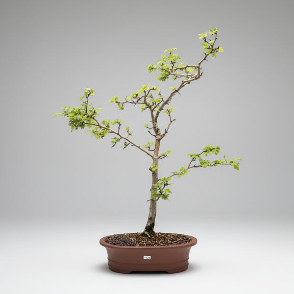Hawthorn bonsai tree 5526