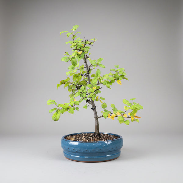 Dwarf Crab Apple bonsai tree 5529