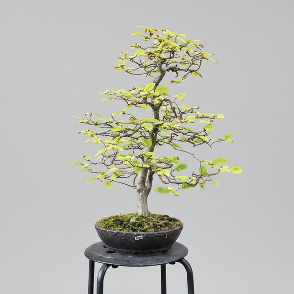 Beech bonsai tree 5530