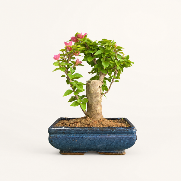 Bougainvillea Flowering Bonsai Tree | Broom | In 20cm Pot