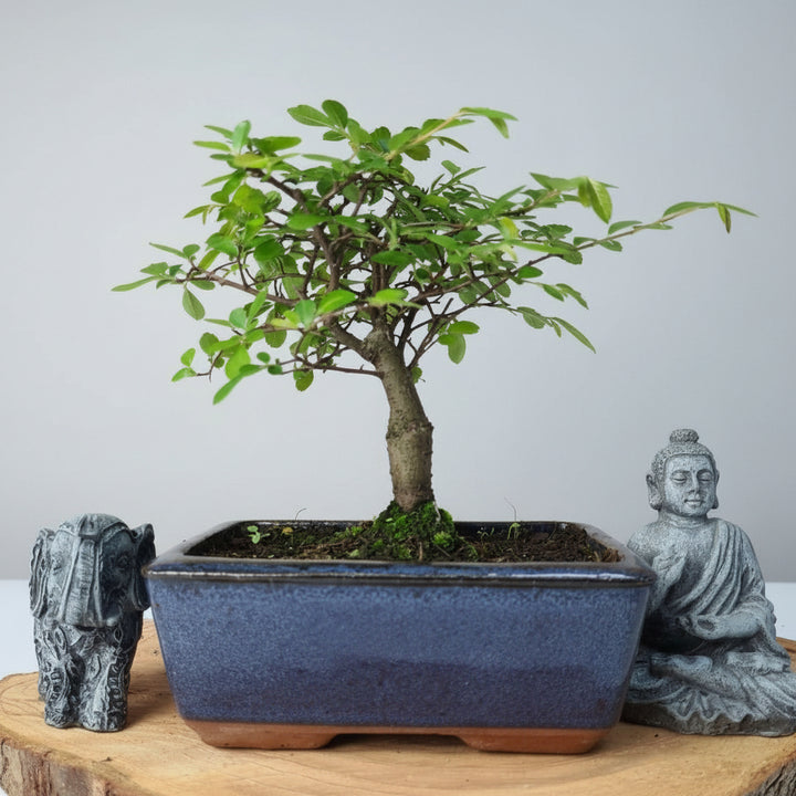 Chinese Elm (Ulmus Parvifolia) Bonsai Tree | Broom | In 15cm Pot - Yorkshire Bonsai