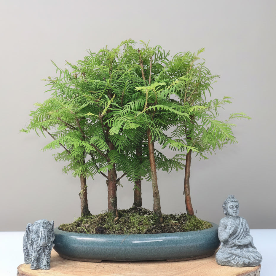 bonsai metasequoia Dawn Redwood (Metasequoia) Bonsai Tree Forest | Upright
