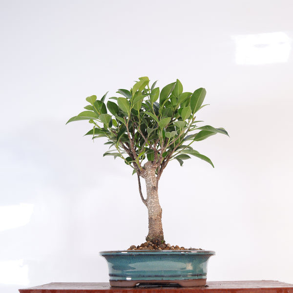 Ficus microcarpa (Banyan Fig) Indoor Bonsai Tree | Broom | In 16cm Pot | Excellent Gift