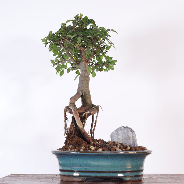 Chinese Elm (Ulmus Parvifolia) Bonsai Tree | Broom | In 16cm Pot | Great Gift