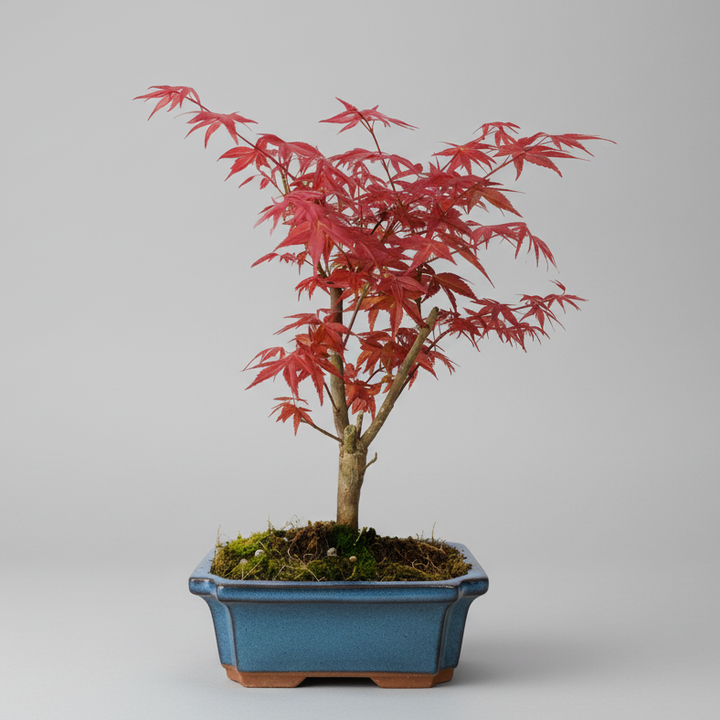 Japanese Maple (Acer) Bonsai Tree | Deshojo Informal Upright | In 20cm Pot
