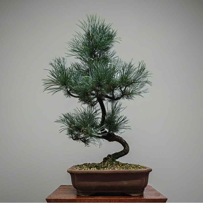 Japanese White Pine Bonsai Tree (Pinus Parviflora) | Shaped | In 25cm Pot