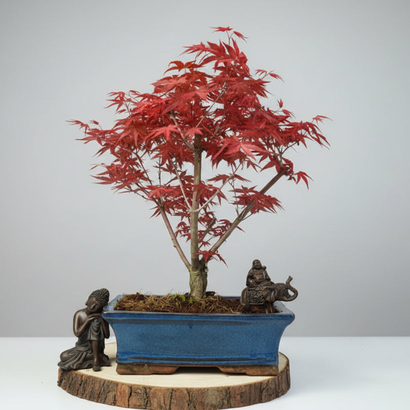 acer palmatum deshojo bonsai Japanese Maple (Acer) Bonsai Tree | Deshojo Informal Upright