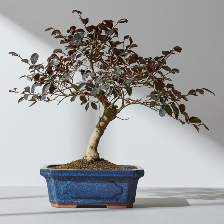Loropetalum (Chinese Fringe Flower) Bonsai Tree | Shaped | In 20cm Pot