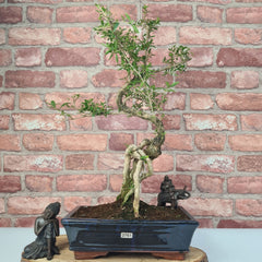 Snow Rose (Serissa) Bonsai Tree | Shaped | In 25cm Pot - Yorkshire Bonsai