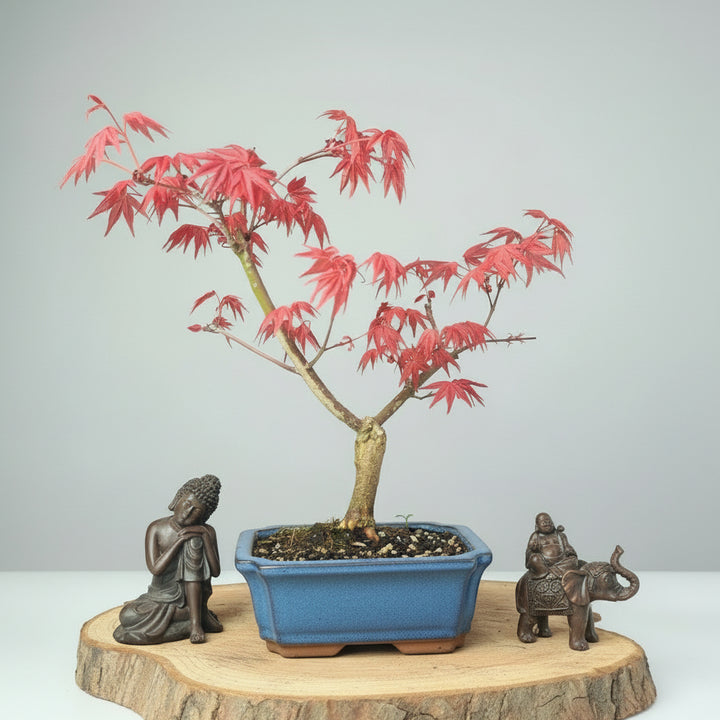 Japanese Maple (Acer) Bonsai Tree | Deshojo Informal Upright | In 15cm Pot - Yorkshire Bonsai
