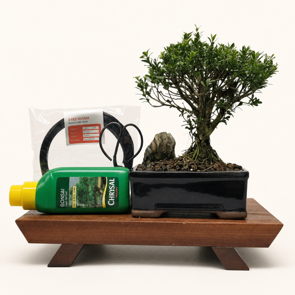 Boxwood (Buxus Harlandii) Premium Bonsai Tree Bundle | Broom | In 16cm Pot