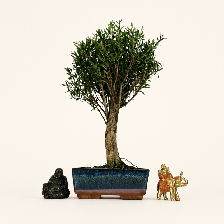 Brush Cherry (Syzygium) Bonsai Tree | Broom | In 20cm Pot