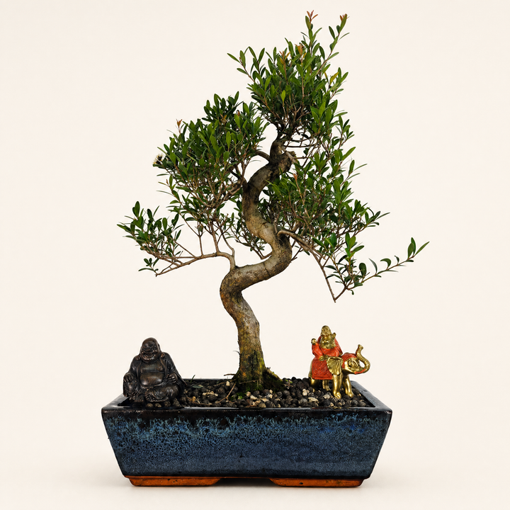 Brush Cherry (Syzygium) Bonsai Tree | Shaped | In 30cm Pot