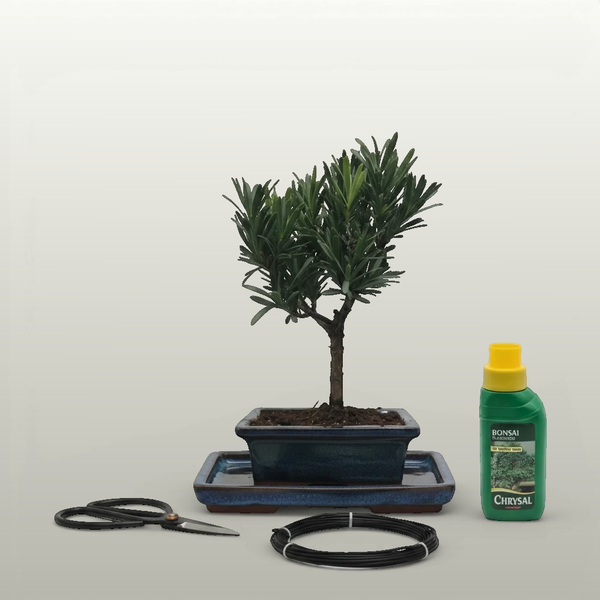 Buddhist Pine (Podocarpus Micro) Bonsai Tree | Broom | In 15cm Pot | 3 Piece Starter Kit | Drip Tray - Yorkshire Bonsai standardised image 20260605-135908
