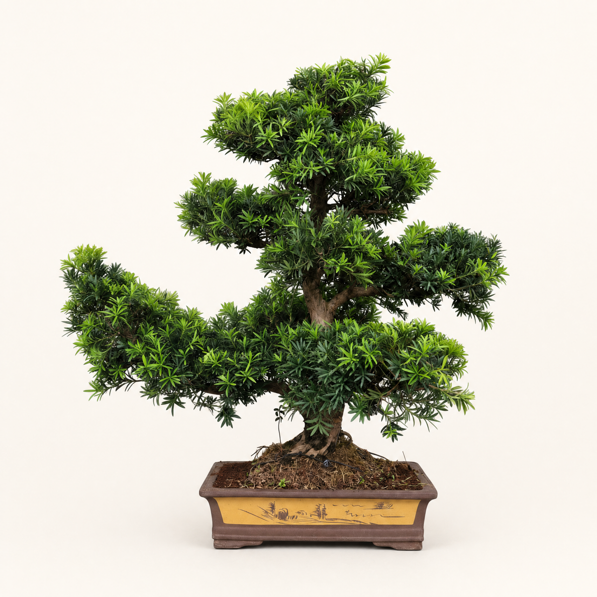 Buddhist Pine (Podocarpus Micro) Bonsai Tree | Large Shaped Specimen | In 60cm Pot
