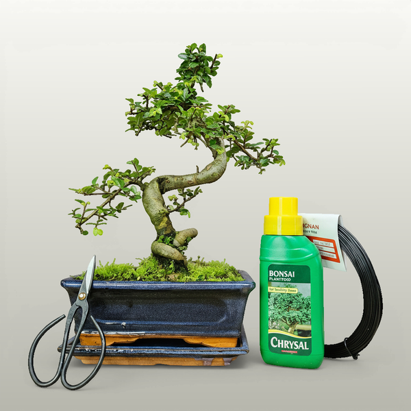 Chinese Elm in 20cm Pot Inc: Drip Tray & Bonsai Tree Starter Kit - Yorkshire Bonsai standardised image 20260605-135619